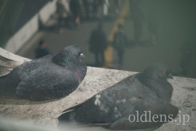 Leitz Elmar 5cm f3.5 作例 Leica ライカ 戦前エルマー50mm 新宿 鳩