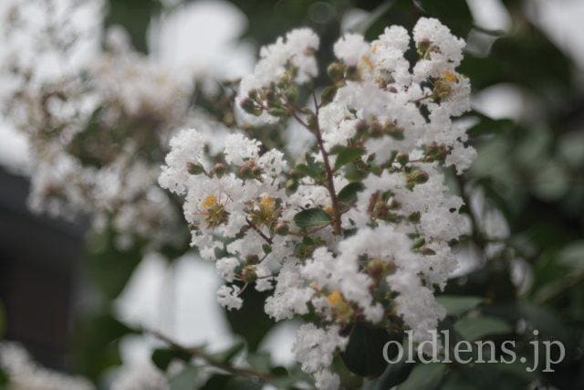 NOCTO TAMA PRICO 75mm F2.5 M42 レビュー作例 シャボン玉バブルボケ