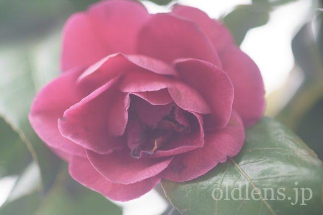 TAMRON SP 90mm f2.5 Macro 52Bの作例 赤い薔薇