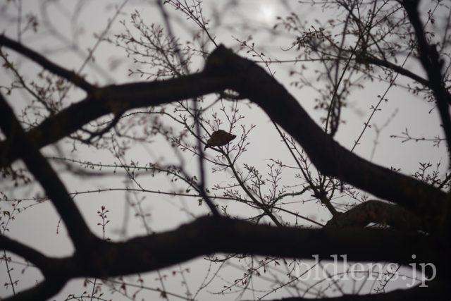TAMRON SP 90mm f2.5 Macro 52Bの作例 木と葉っぱ