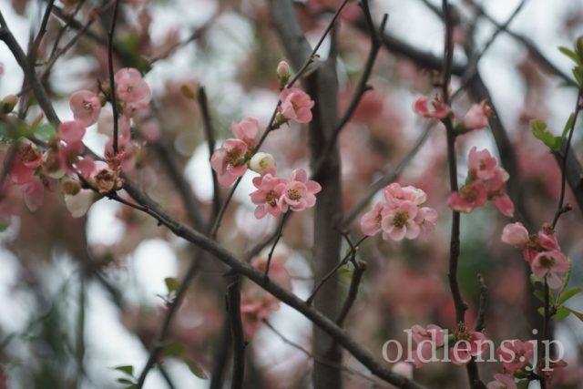 TAMRON SP 90mm f2.5 Macro 52Bの作例 ピンクの花