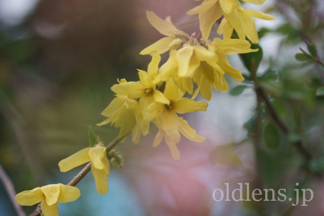 TAMRON SP 90mm f2.5 Macro 52Bの作例 黄色い花