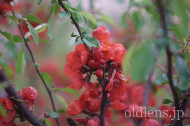 TAMRON SP 90mm f2.5 Macro 52Bの作例 赤い花