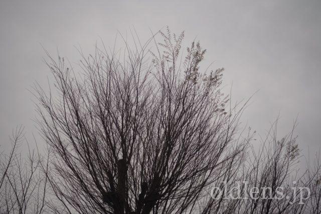 TAMRON SP 90mm f2.5 Macro 52Bの作例 木と葉っぱ