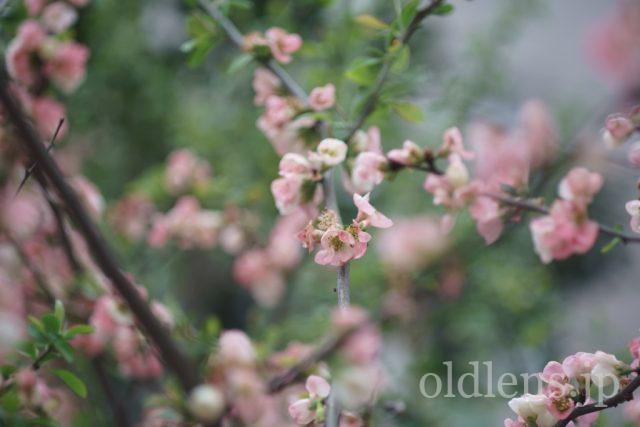TAMRON SP 90mm f2.5 Macro 52Bの作例 ピンクの花