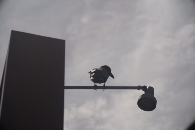 Leica Elmar 9cm f4 3rd Review作例 ライカエルマー カラス Ernst Leitz Wetzlar Gmbh 