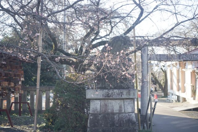 Elmar 5cm f3.5 作例 ライカ銘玉 新春初詣神社