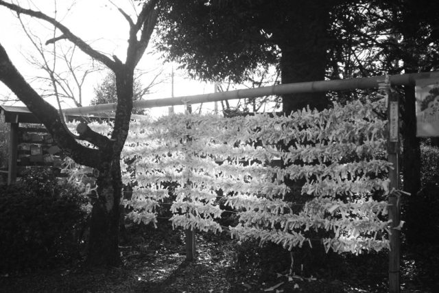 Leitz Elmar 50mm 5cm f3.5 L Review作例 Leicaライカ銘玉オールド