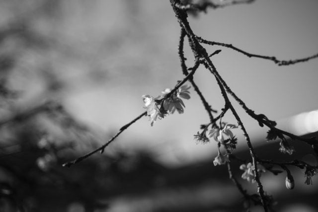 Elmar 5cm f3.5 作例 ライカ銘玉 新春初詣神社梅の花