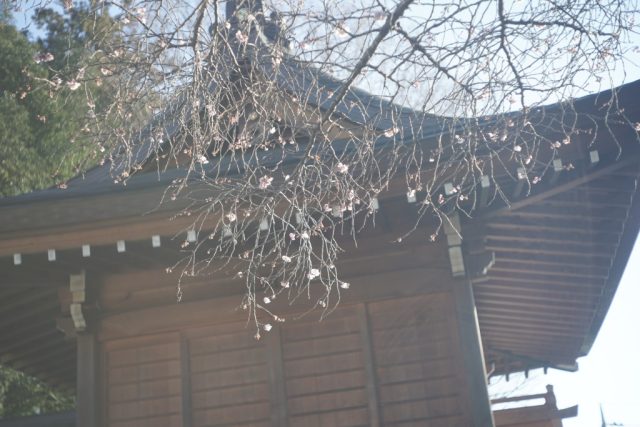 Elmar 5cm f3.5 作例 ライカ銘玉 新春初詣神社梅の花