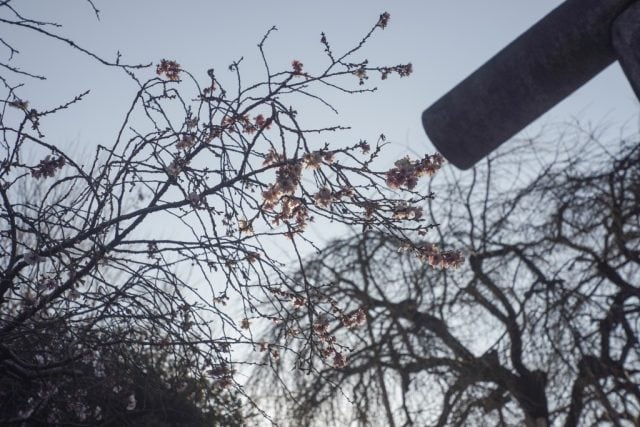 Elmar 5cm f3.5 作例 ライカ銘玉 新春初詣神社梅の花