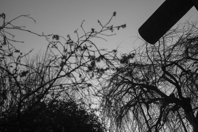 Elmar 5cm f3.5 作例 ライカ銘玉 新春初詣神社梅の花