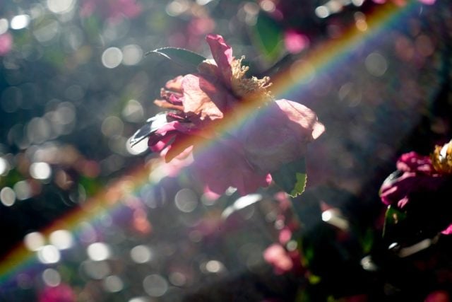 Leitz Elmar 50mm 5cm f3.5 L Review作例 Leicaライカ銘玉オールド