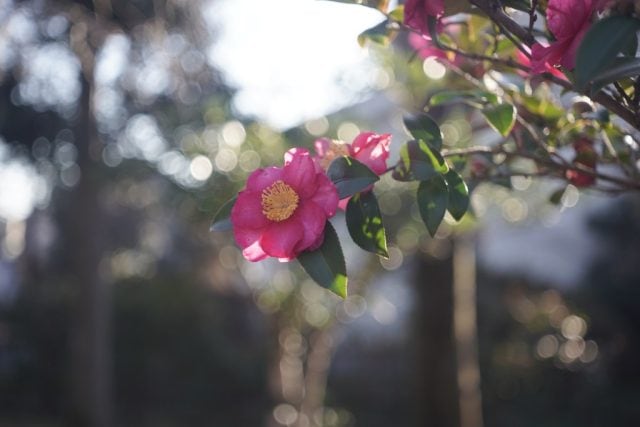 Elmar 5cm f3.5 作例 ライカ銘玉 新春初詣神社ツバキflower 玉ボケ虹ゴースト