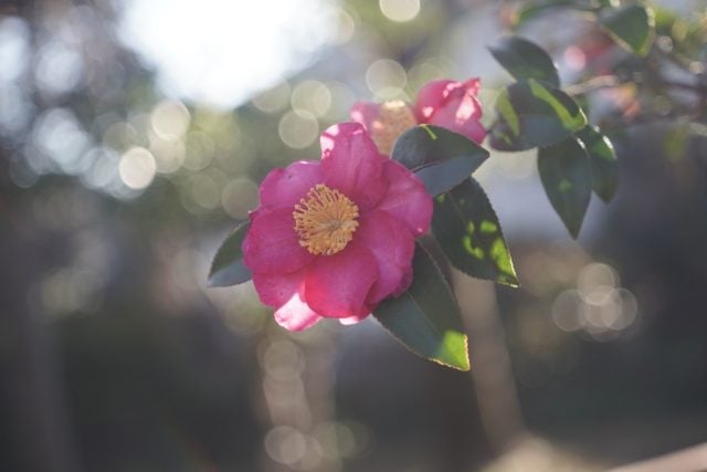 Elmar 5cm f3.5 作例 ライカ銘玉 新春初詣神社ツバキflower 玉ボケ虹ゴースト