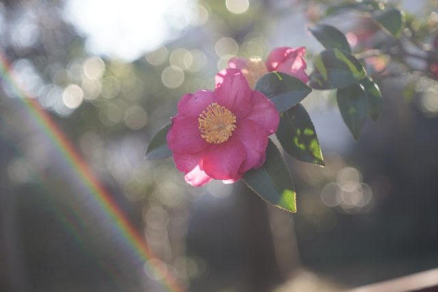 Elmar 5cm f3.5 作例 ライカ銘玉 新春初詣神社ツバキflower 玉ボケ虹ゴースト