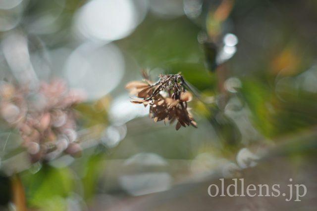 Canon Lens FL 50mm f1.4Ⅱ 第二世代Review作例 キャノン銘玉 激安