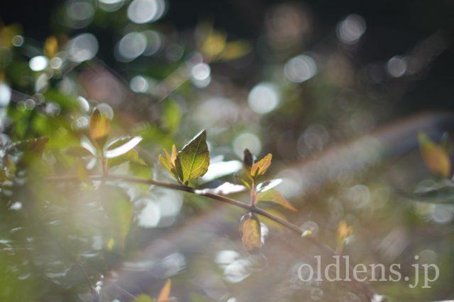 Canon FL 50mm f1.4ⅱ 作例 草花 自然 植物 玉ボケ 虹ゴースト