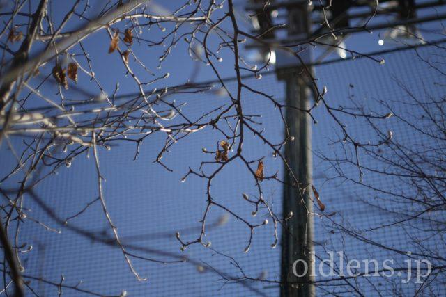 Canon FL 50mm f1.4ⅱ 作例 木 自然 植物