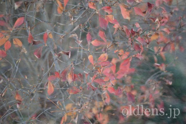 Canon FL 50mm f1.4ⅱ 作例 草花 自然 植物 紅葉