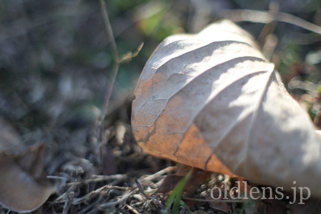 Canon FL 50mm f1.4ⅱ 作例 落ち葉 自然 植物