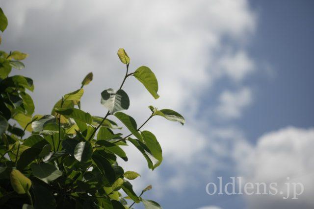 TAMRON 90mm f2.5 Macro 52BBの作例 木々のせせらぎ初夏の新緑
