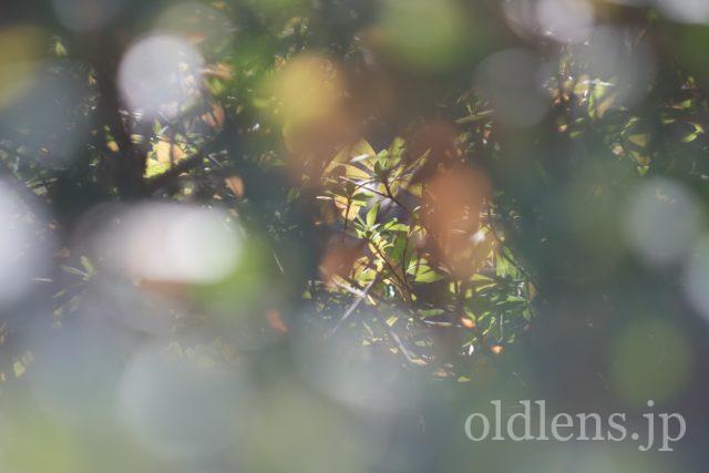 Helios44-2 58mm f2 M42のレビュー作例 グルグルボケ虹ゴースト玉ボケ