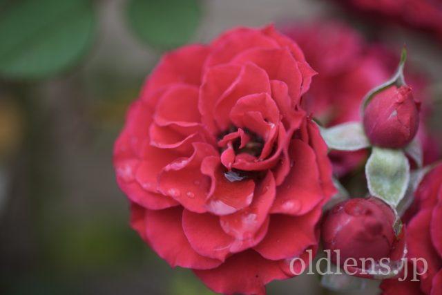 TAMRON 90mm f2.5 Macro 52BBの作例 雨上がりの薔薇と水滴