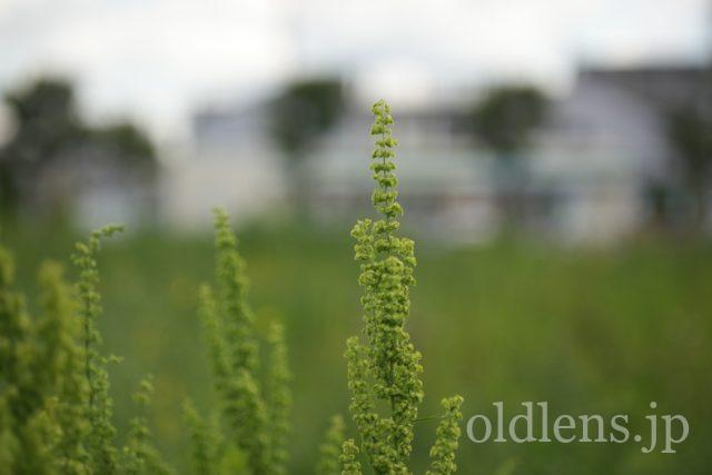TAMRON 90mm f2.5 Macro 52BBの作例 緑の植物