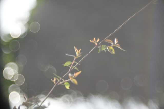 Trioplan 100mm f2.8V作例 シャボン玉バブルボケが出るMeyer