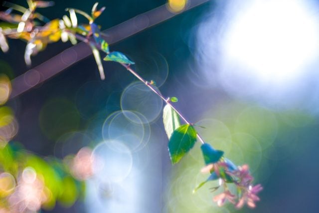 Trioplan 100mm f2.8V作例 シャボン玉バブルボケが出るMeyer-Optikの