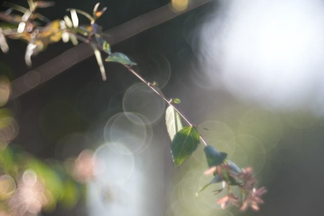 Trioplan 100mm f2.8V作例 シャボン玉バブルボケが出るMeyer-Optikの