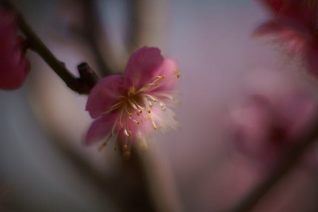52B TAMRON SP 90mm F2.5 Macroの作例 ピンクの梅の花