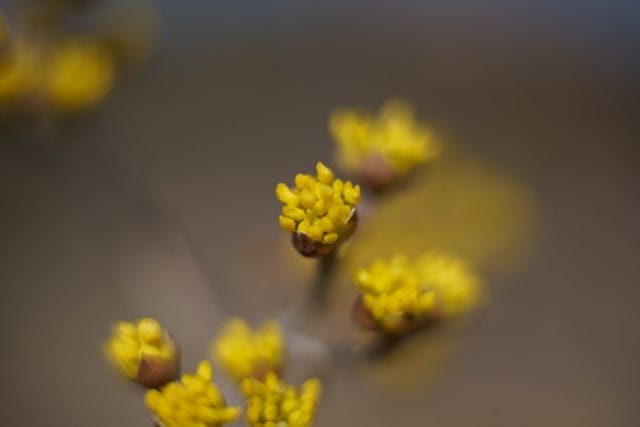 52B TAMRON SP 90mm F2.5 Macroの作例 黄色い花