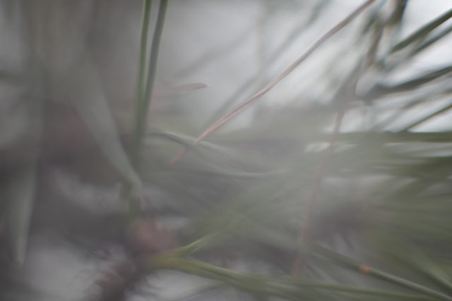 autum,bokehmonster, jupiter-9 85mm f2, russialens, winter,pinetree,macro,松の木