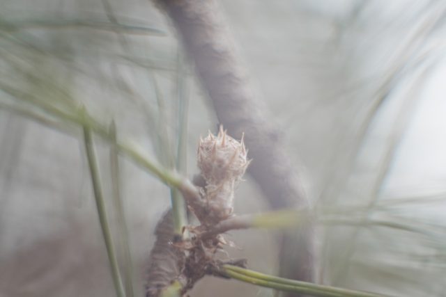 autum,bokehmonster, jupiter-9 85mm f2, russialens, winter,pinetree,macro,松の木