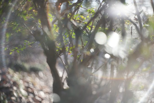 YASHINON-DX 45mm f1.7 NEX改 Review作例 ヤシカエレクトロ35 富岡光学