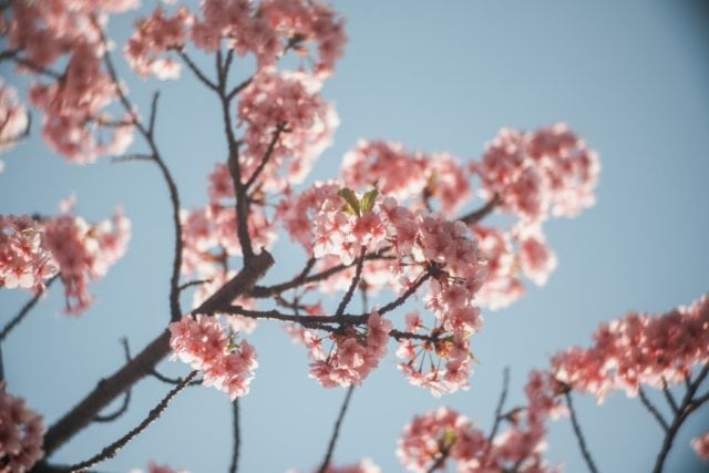 Komura 100mm f1.8 作例 エルノスター BokehMonster 春 河津桜 ピンク 青空