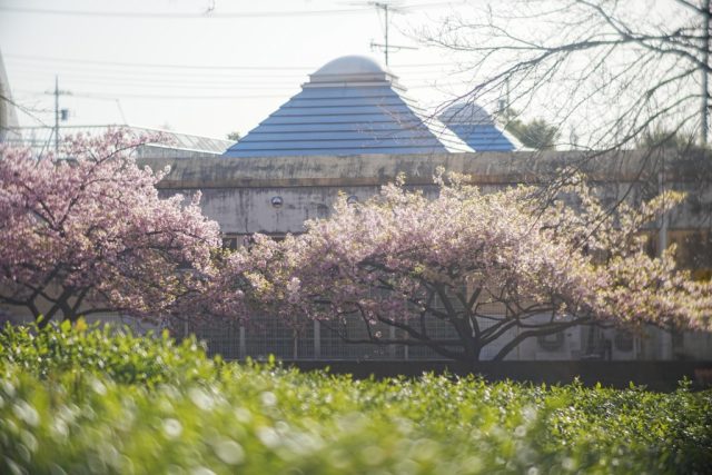 Komura 100mm f1.8 作例 エルノスター BokehMonster 春 河津桜 ピンク 緑 古い建物