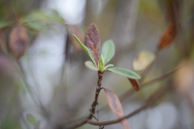 AUTO mamiya/sekor 50mm f2 レビュー作例 マミヤ光機の富岡光学製オールドレンズ 春 草花マクロ