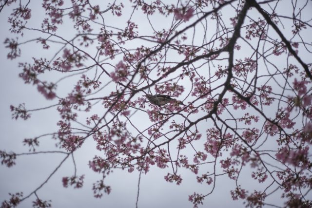AUTO mamiya/sekor 50mm f2 レビュー作例 マミヤ光機の富岡光学製オールドレンズ 春 桜と鳥