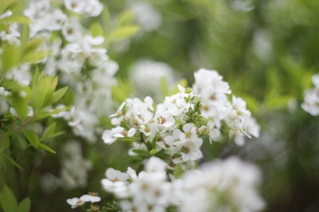 AUTO mamiya/sekor 50mm f2 レビュー作例 マミヤ光機の富岡光学製オールドレンズ 春 草花マクロ 緑と白