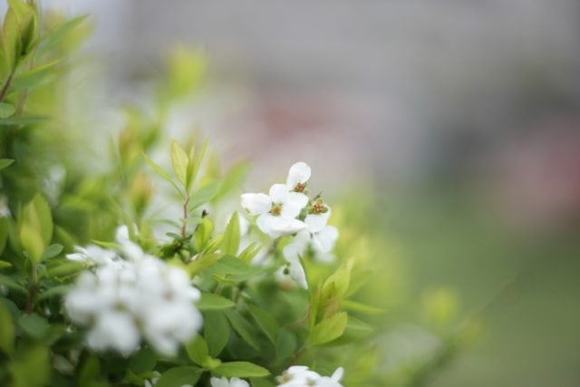 AUTO mamiya/sekor 50mm f2 レビュー作例 マミヤ光機の富岡光学製オールドレンズ 春 草花マクロ 緑と白