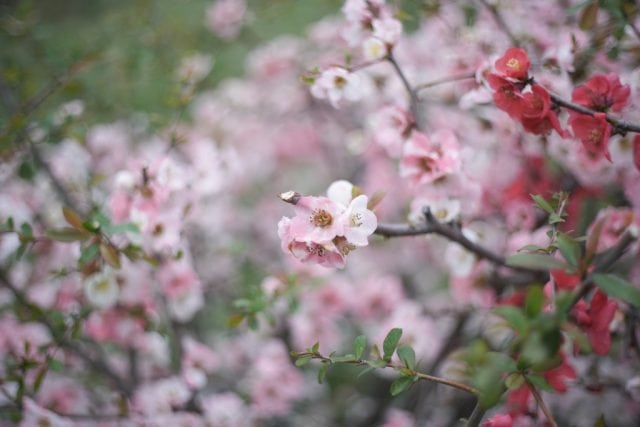 AUTO mamiya/sekor 50mm f2 レビュー作例 マミヤ光機の富岡光学製オールドレンズ 春 木瓜ボケ 草花マクロ 