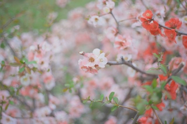 AUTO mamiya/sekor 50mm f2 レビュー作例 マミヤ光機の富岡光学製オールドレンズ 春 木瓜ボケ 草花マクロ 