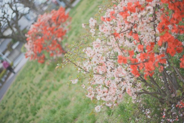AUTO mamiya/sekor 50mm f2 レビュー作例 マミヤ光機の富岡光学製オールドレンズ 春 木瓜ボケ 草花