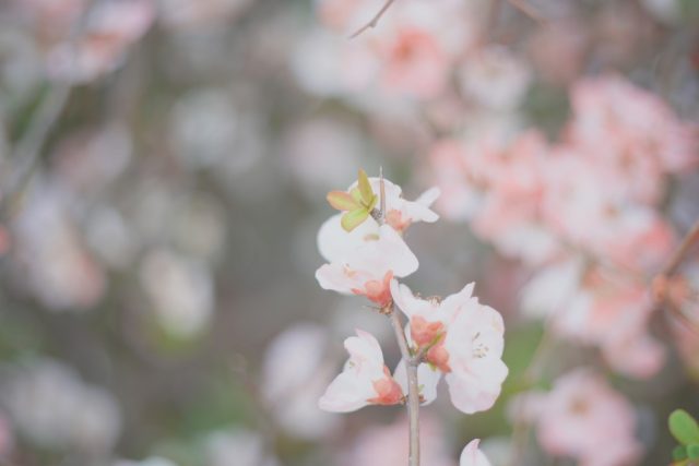 AUTO mamiya/sekor 50mm f2 レビュー作例 マミヤ光機の富岡光学製オールドレンズ 春 木瓜ボケ 草花マクロ 