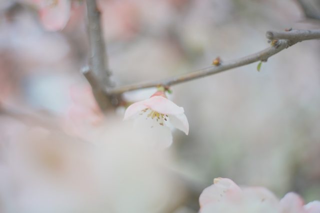 AUTO mamiya/sekor 50mm f2 レビュー作例 マミヤ光機の富岡光学製オールドレンズ 春 木瓜ボケ 草花マクロ 
