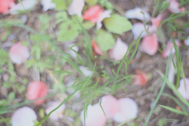 AUTO mamiya/sekor 50mm f2 レビュー作例 マミヤ光機の富岡光学製オールドレンズ 春 草花マクロ 