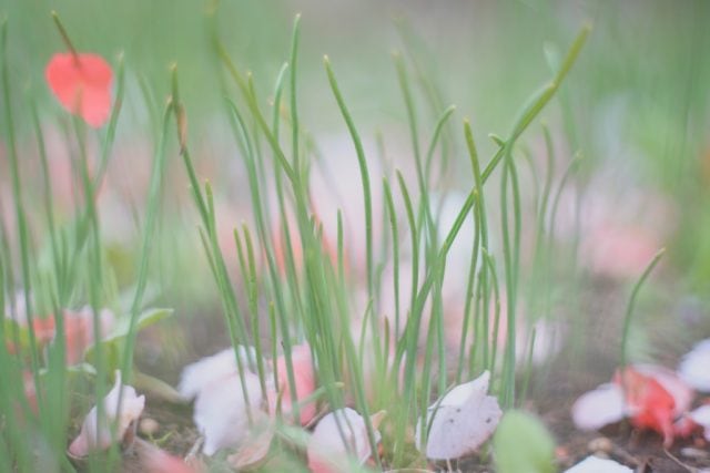 AUTO mamiya/sekor 50mm f2 レビュー作例 マミヤ光機の富岡光学製オールドレンズ 春 草花マクロ 